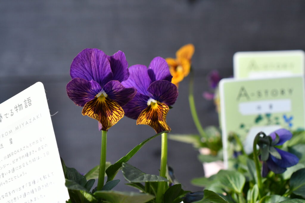 【石村あさみさん育種】A-STORYのビオラの花。宮崎で育種され佐賀県で育成されています